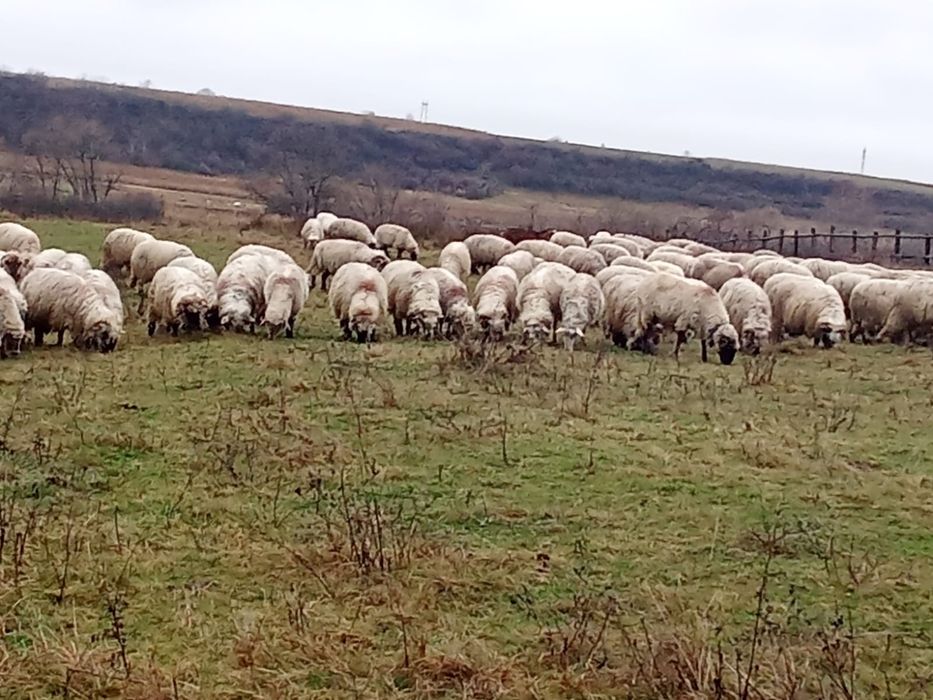 Vând 120 de oi țurcane