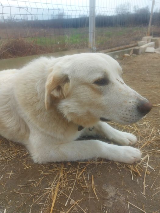 Donez catel alb mascul 11 luni