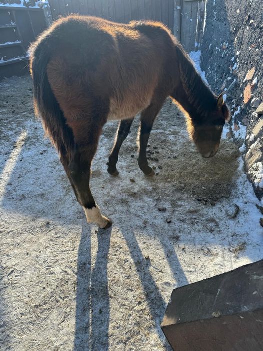 продам кобылу и жеребца