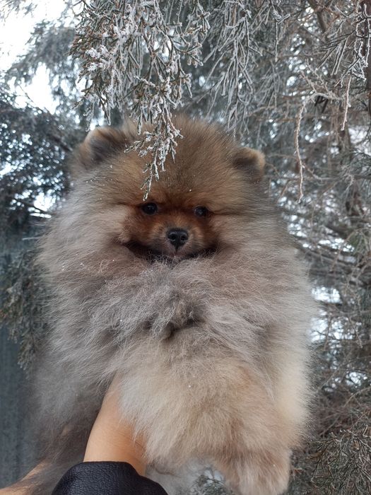 Остался один красавчик