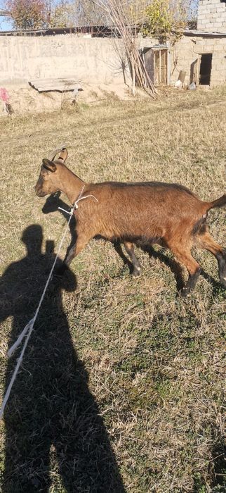 Чех Алпин сотилади Апарат 2та боласини курсатди