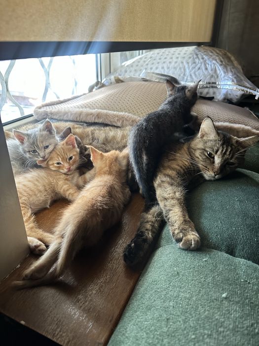 Котенок , кот , домашний питомец