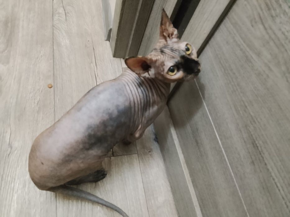 Отдам в добрые руки кошечку