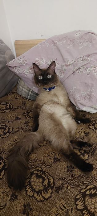Отдам кота в добрые руки
