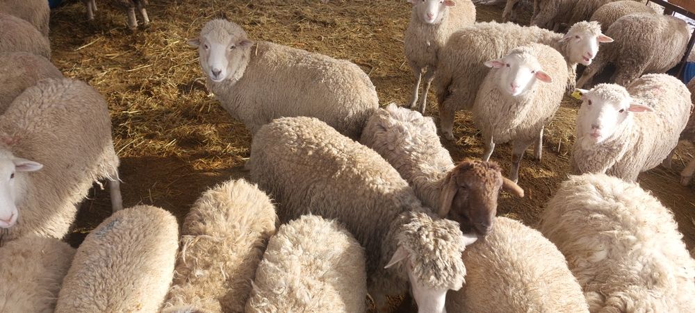 Продам баран домашних