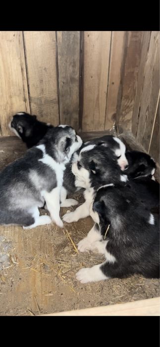 Продам щенков хаски