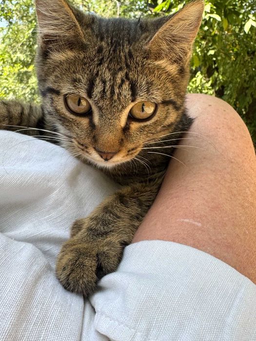 Котенок-Тигренок!