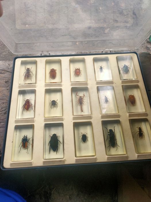 Насекомые в футляре