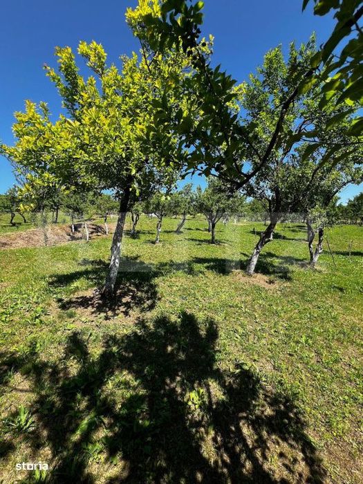 Livada in Arcalia, langa padure - 4.000 mp