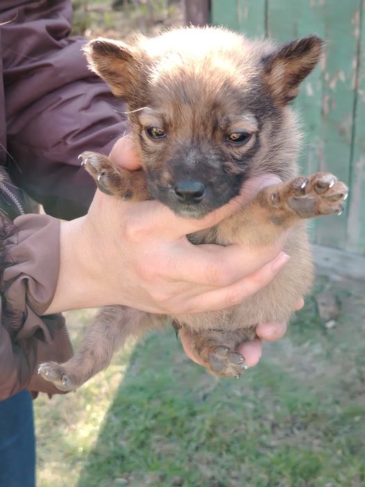 Отдам щенков 2 месяца