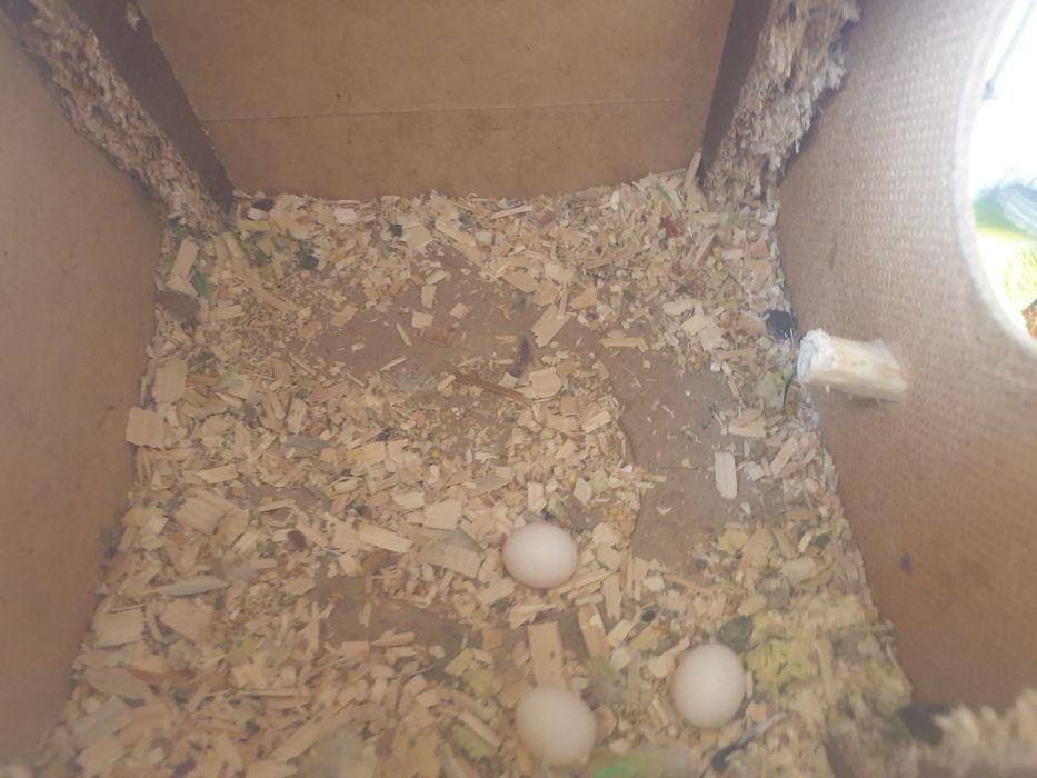 1para chex 4ta tuxumi bilan