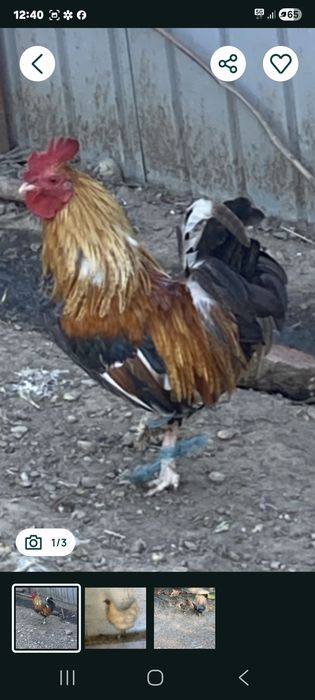 Doua gainute si un cocos din rasa pitica turcesc