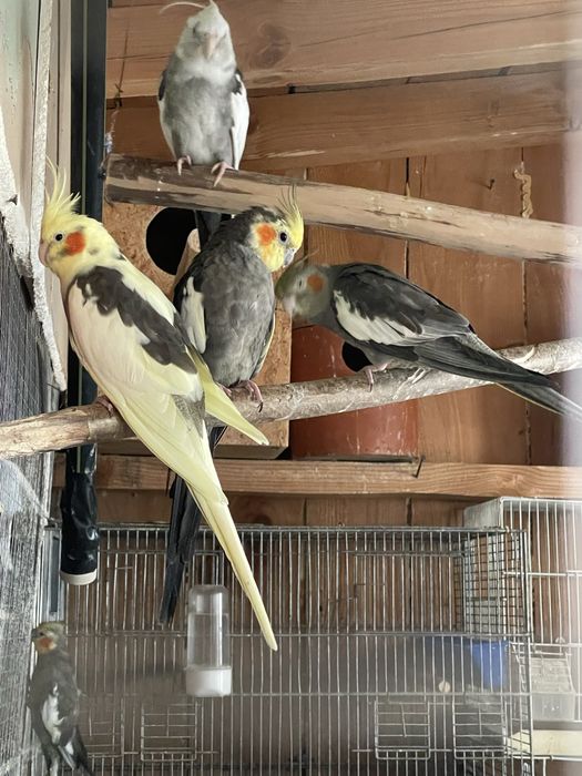 Canari perusi nimfe si agapornis