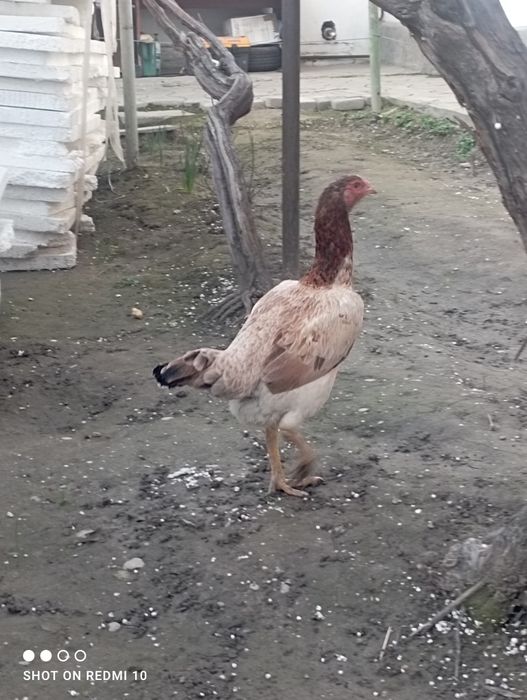 Toza tovuq  kurk bobqoldi