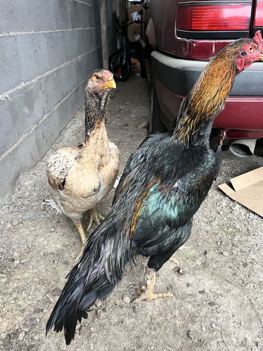 Боивый куры……………