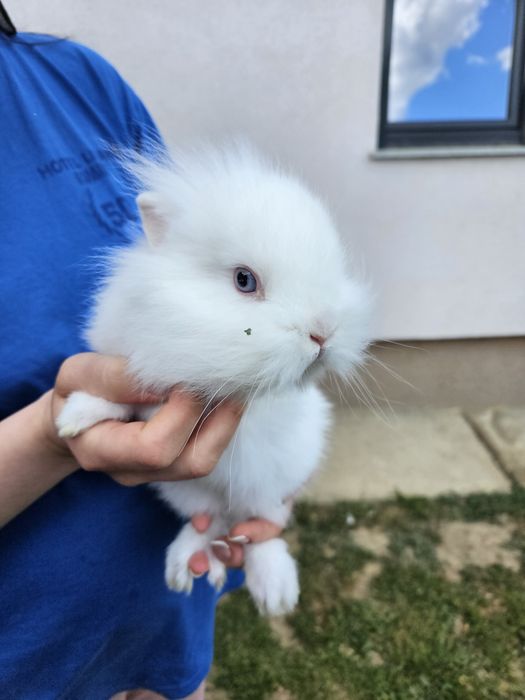 Iepurasi pui Cap de leu. Talie mica