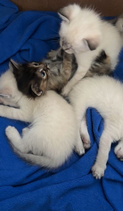Отдам котят в хорошие руки