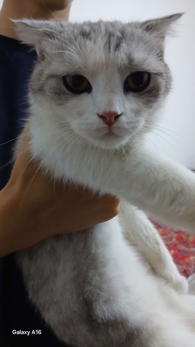 Mushuk sotiladi xonaki