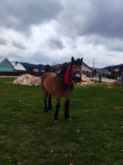 Vând mânz în vârstă de 11 luni