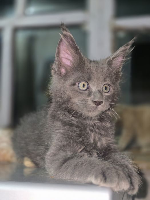 Котята породы Мейнкун