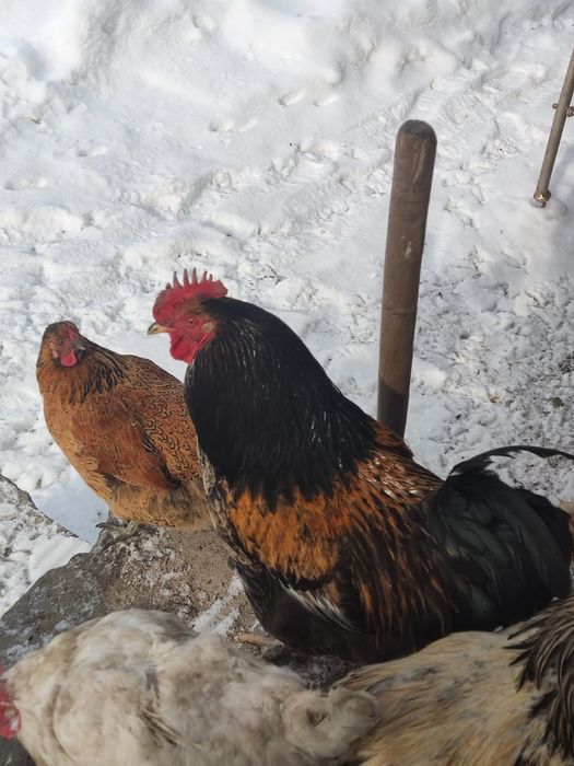 Қораз,Петух 8 айлық