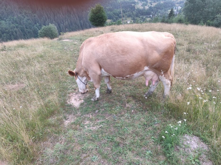 Vind vacă de9-10 ani
