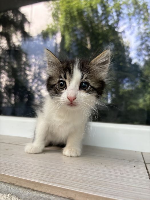 Сладки котета късметлийчета