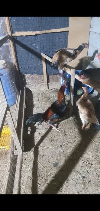 Таза канди кораз сатилади