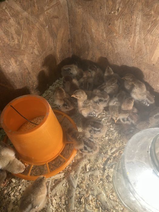 Vand pui brahma potarnichiu