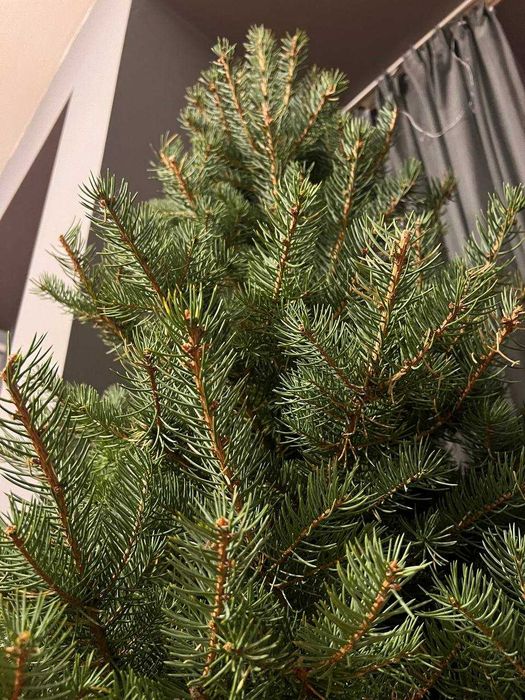 жива елха в саксия (синя ела / живо дърво)