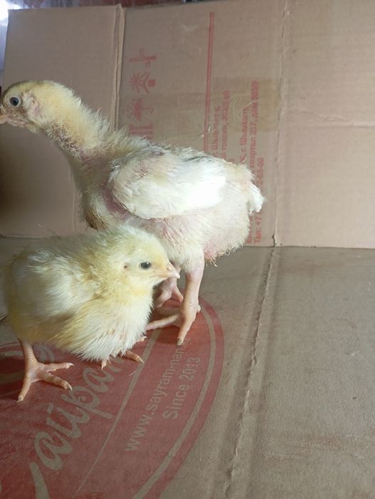 Бройлер Кобб 500 . 12 дневные