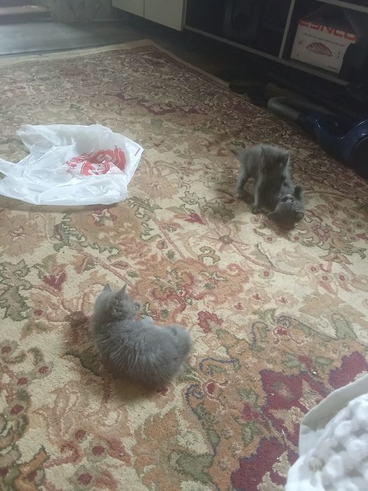 Отдам котят в хорошие руки