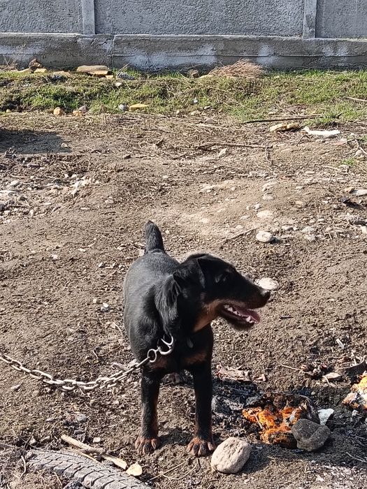 Ягдтерер ургашы сучка