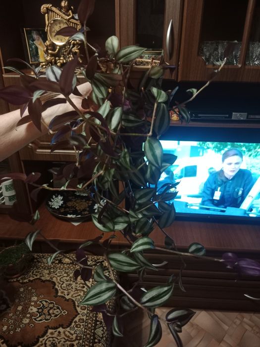 Комнатные  цветы