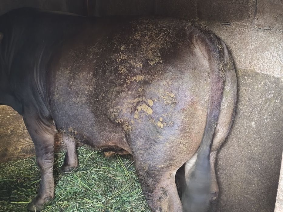 Taur de vânzare 800kg