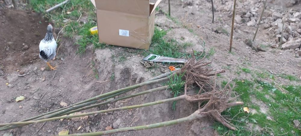 Павлония көшеттері сатылады