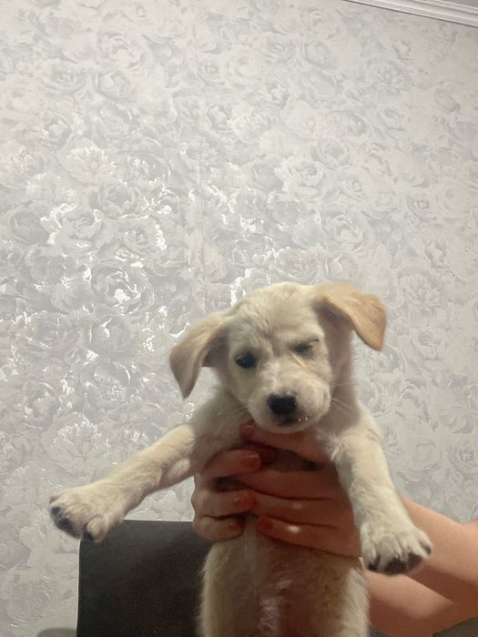 Маленький щенок в добрые руки