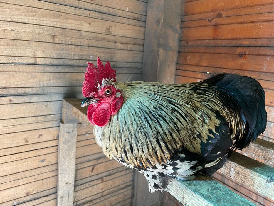 Pereche de Cochin pitic