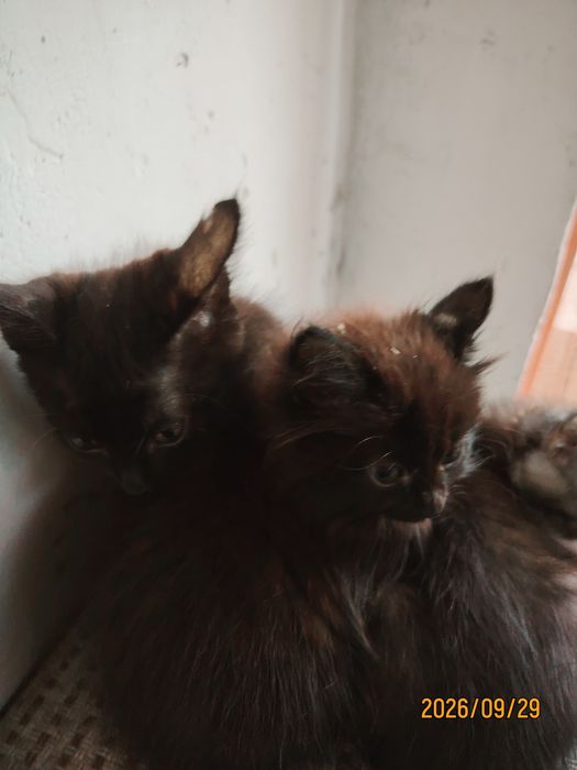 Отдам котят в добрые руки