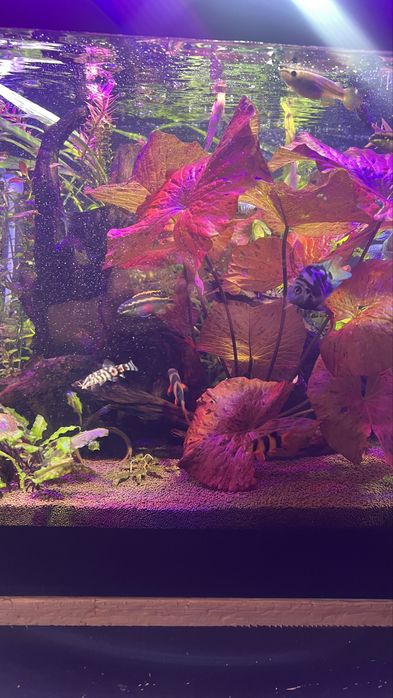 Продам аквариум