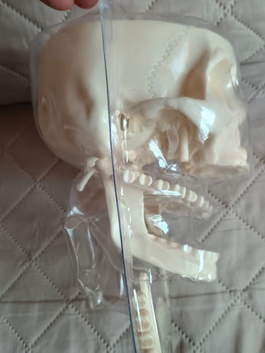 Craniu pentru învățământ.