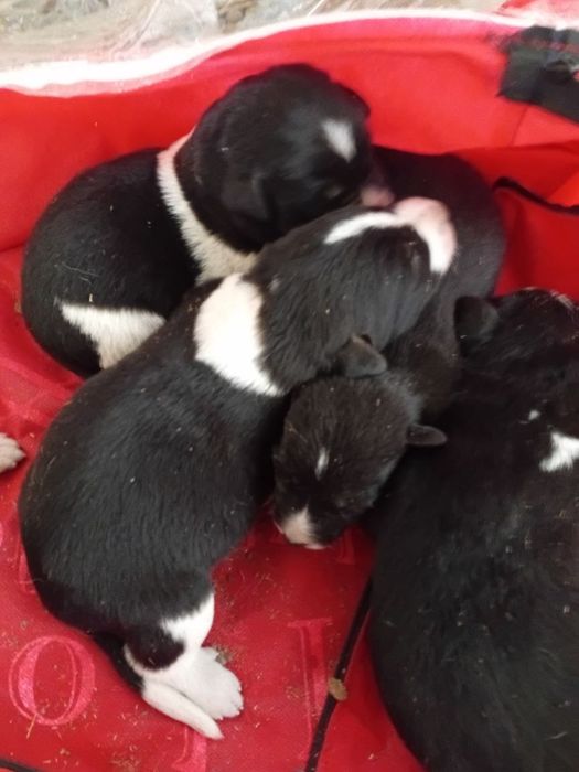 Kuchuk.  Собака.