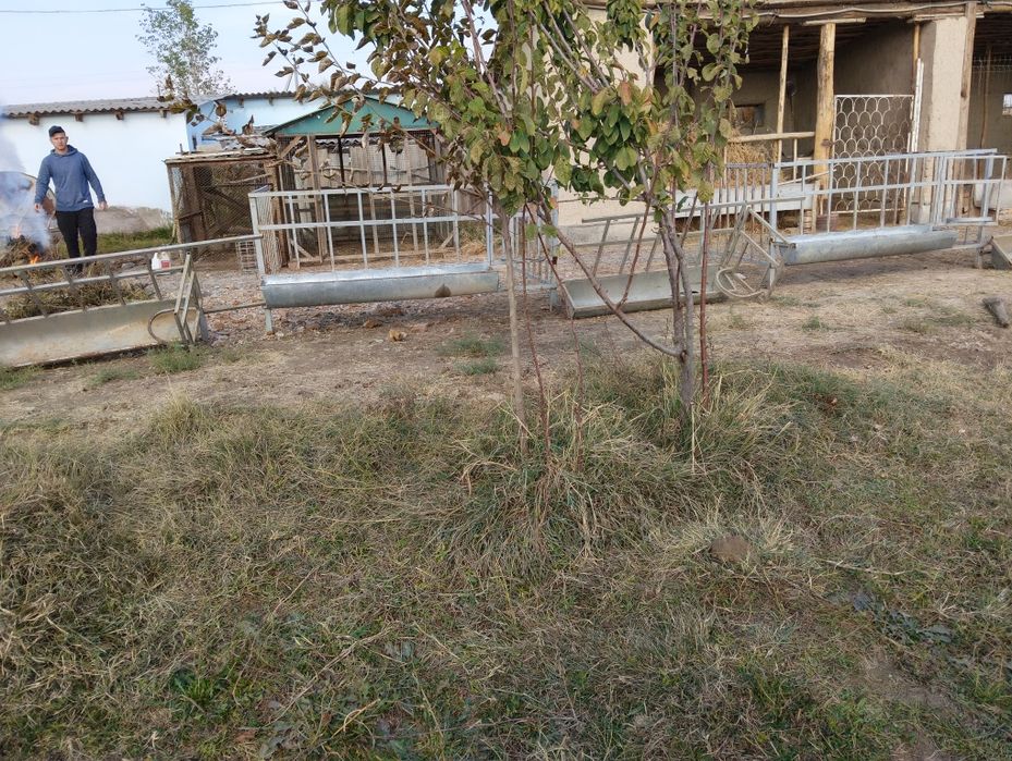 Куйхона  сотилади 25 та куй сигади