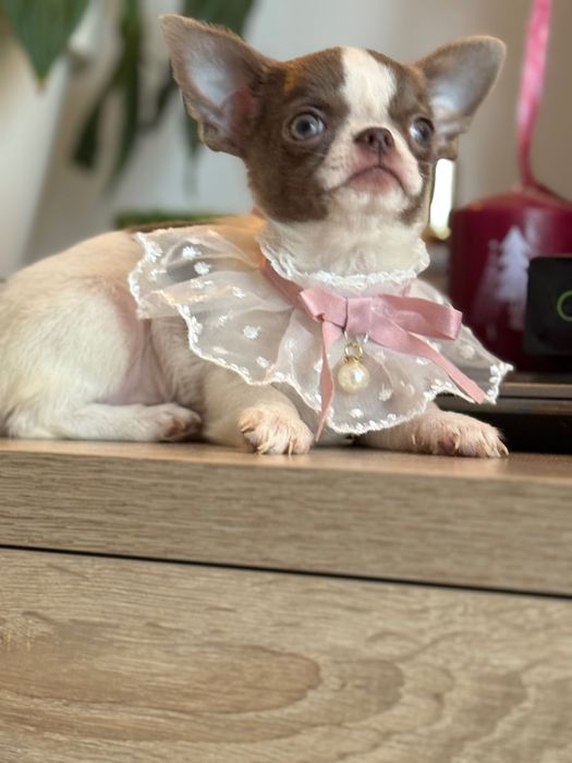 Кученца чихуахуа