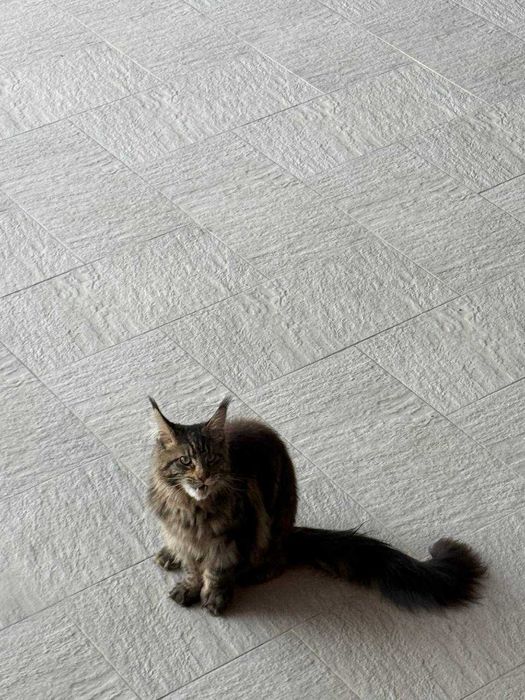 Роскошный крупный Мейн-кун в добрые руки. Верный друг и украшение дома