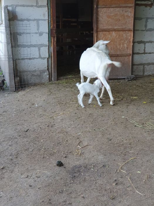 Vand capra sannen cu iediță