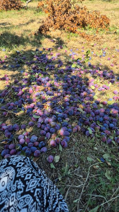 Prune de vânzare