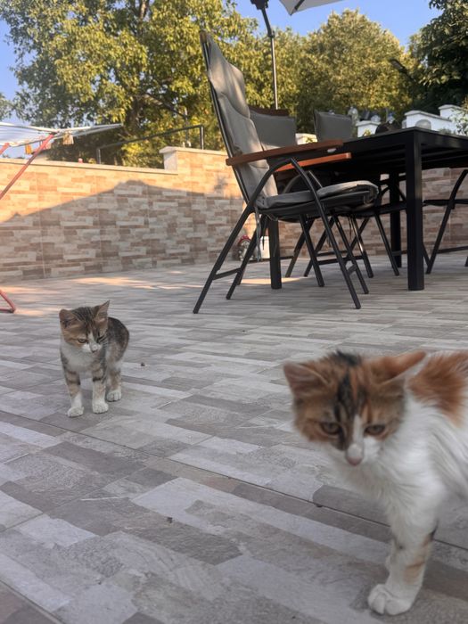 Две малки котета