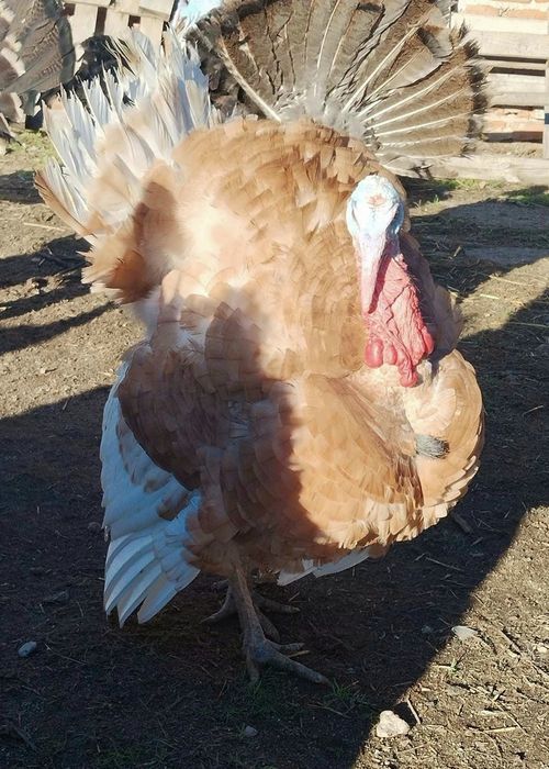 Пуйки и пуяци кръстоска