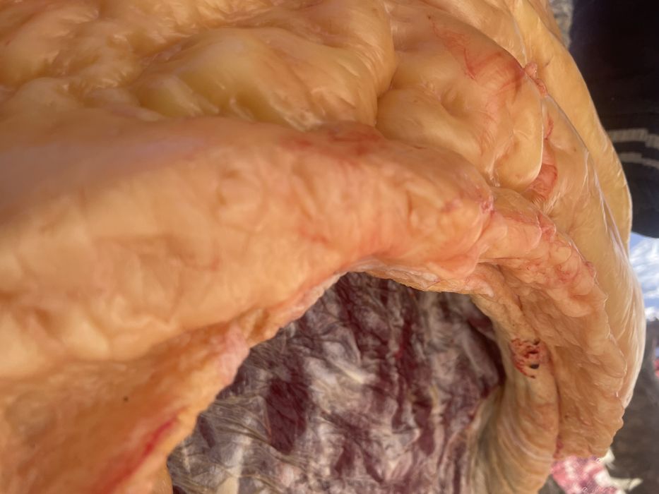 Семіз жылқылар сатамын.